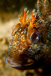Tompot Blenny photographed while searching for the wreck ... by Paul Colley 